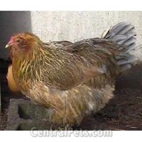 Araucana  hen