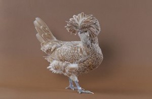 Buff-colored Polish hen