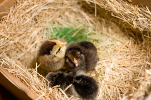 Day-old chicks in their shipping box
