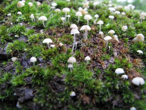 1/4" high mushrooms