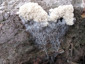 Heart-Shaped Fungus
