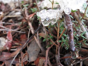 Clear Jelly-Like Fungus
