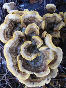Mushroom With Brown Fuzz
