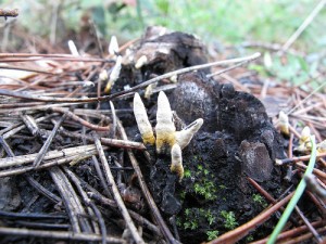 Small Spiked Mushrooms