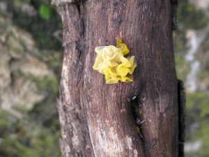 Yellow Fungus