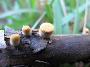 Bird's Nest Mushrooms