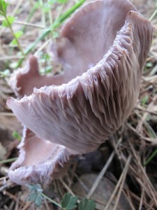 Purple mushroom