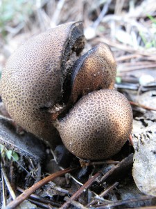 Brown Puff Ball