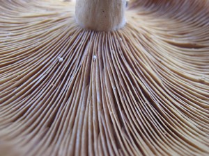 Underside of Milk Cap Mushroom