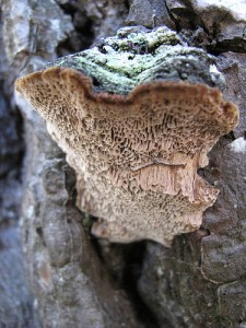 Thick Shelf Mushroom