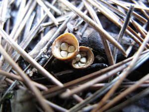 Bird's Nest Mushroom's "Eggs"