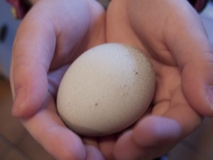 1st-egg