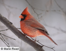 cardinal1