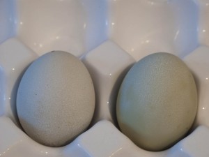 2nd egg