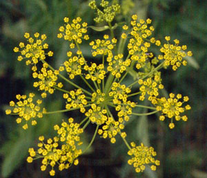 wild parsnip