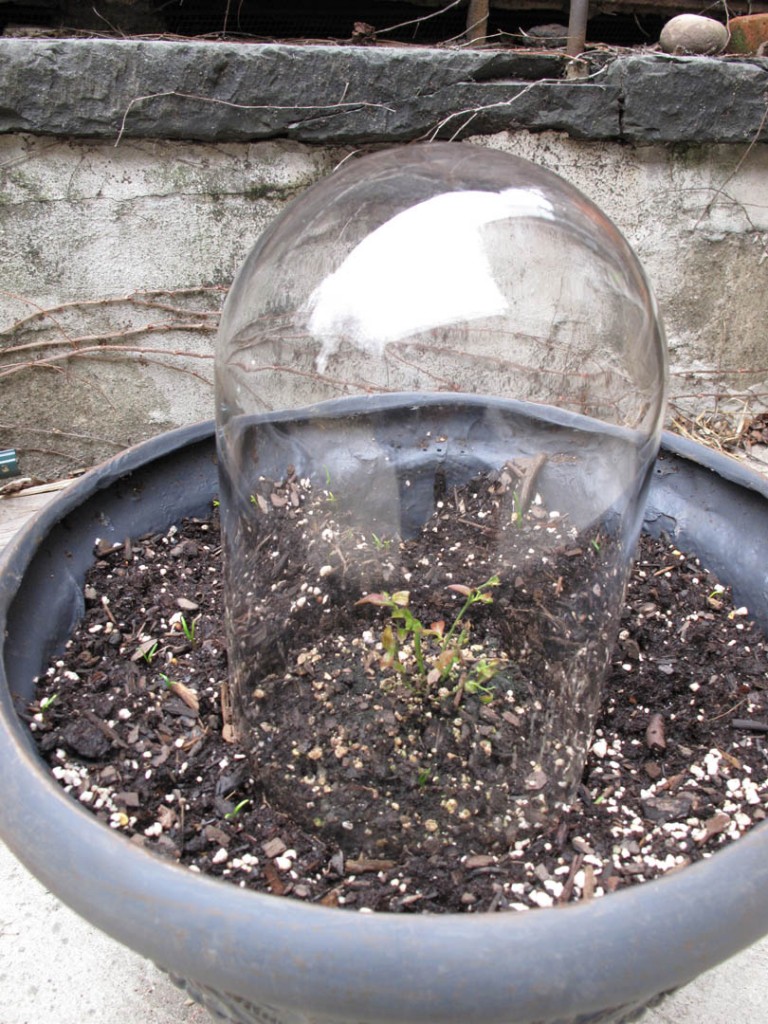young dwarf blueberry bush