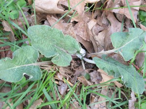 burdock