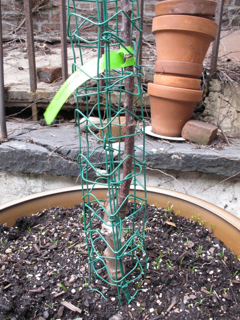 caged apple tree