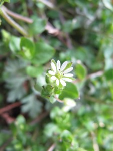 chickweed