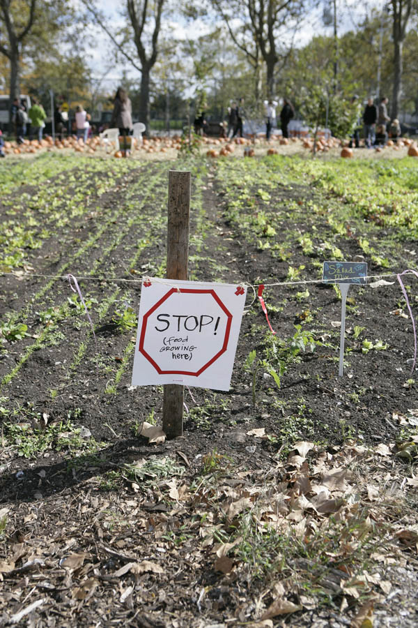 cityfarm