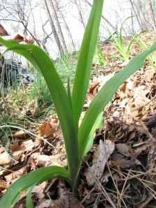 daylily
