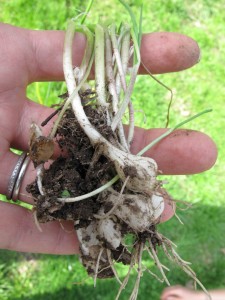 field garlic