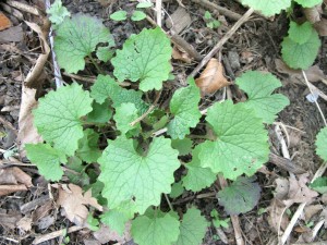 young garlic mustard