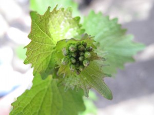 garlic mustard bud