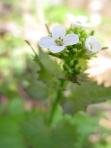 garlic mustard flower