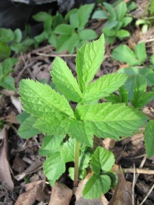 goutweed