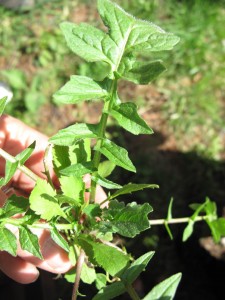 hedge mustard