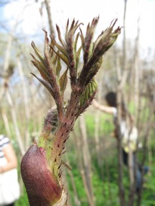 Hercules Club or Devil's Walking Stick