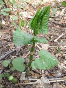 japanese knotweed