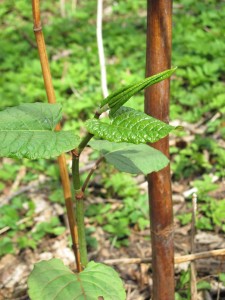 japanese knotweed with old growth