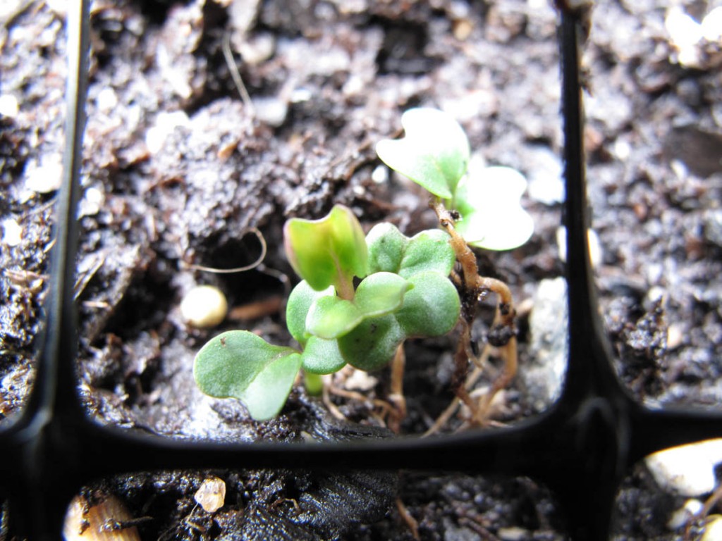 kale seedlings