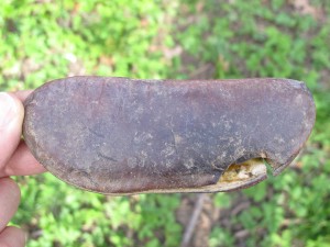 kentucky coffee tree seed pod
