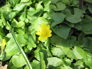 lesser celandine