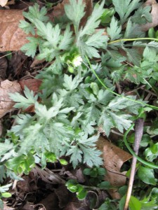 mugwort