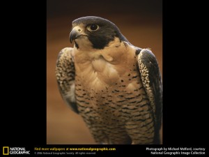 peregrine-falcon