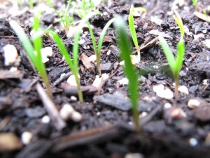 spinach sprouts