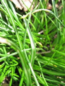 star of bethlehem