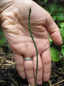 asparagus stalk