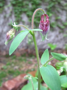 columbine