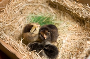 our 3 day-old chicks in the box they were mailed in