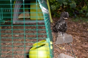 Andie next to the coop