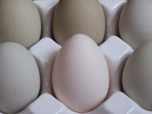 first eggs