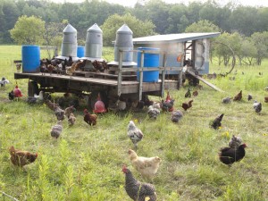 laying hens free-ranging