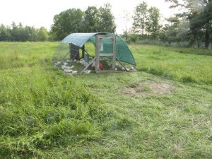 Chicken tractor