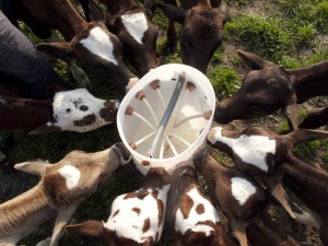 Calves drinking from suck bucket