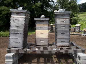 bee-hives